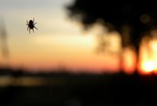 Spider Filled Skies